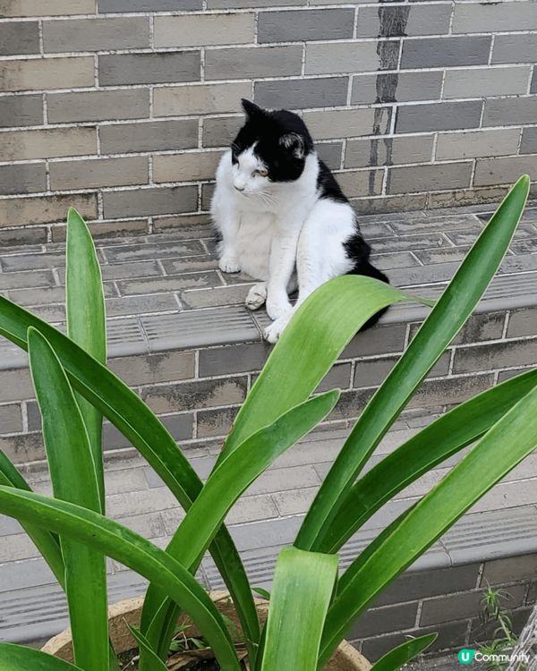 大澳貓島,等貓咪冶廈病癒一下心靈, 又可以escape fr...