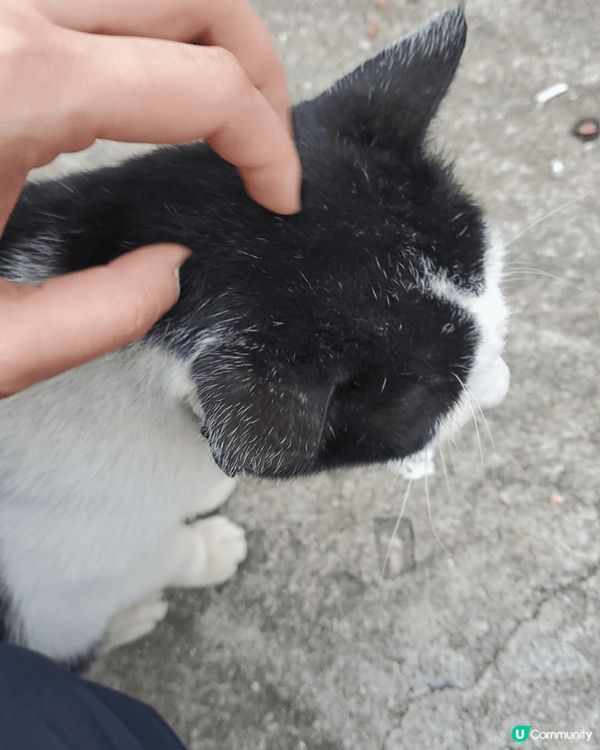 大澳貓島,等貓咪冶廈病癒一下心靈, 又可以escape fr...