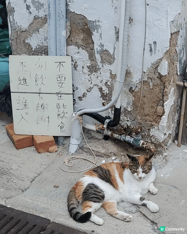 大澳貓島,等貓咪冶廈病癒一下心靈, 又可以escape fr...