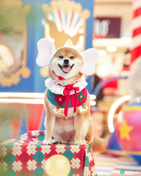 🐘我哋去探Dumbo過聖誕🎄