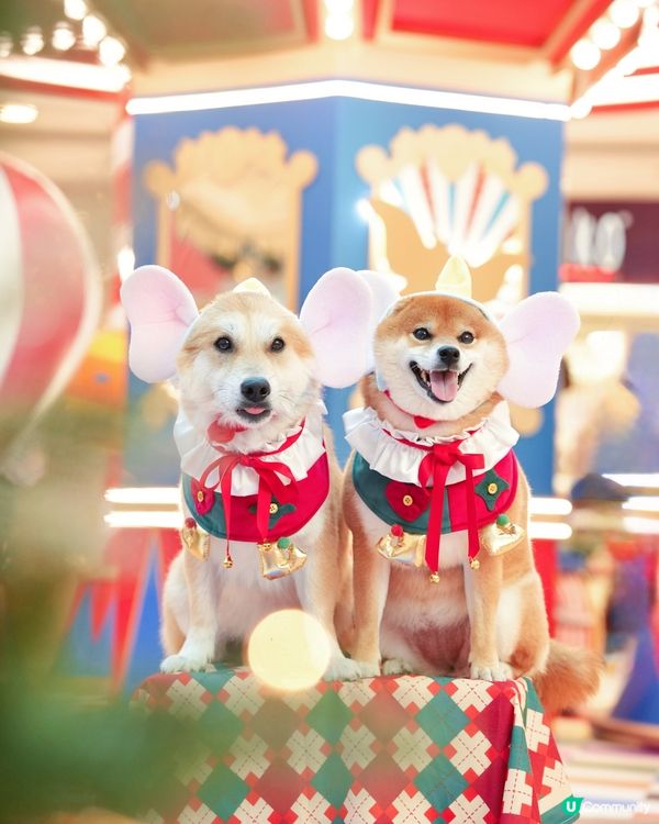 🐘我哋去探Dumbo過聖誕🎄