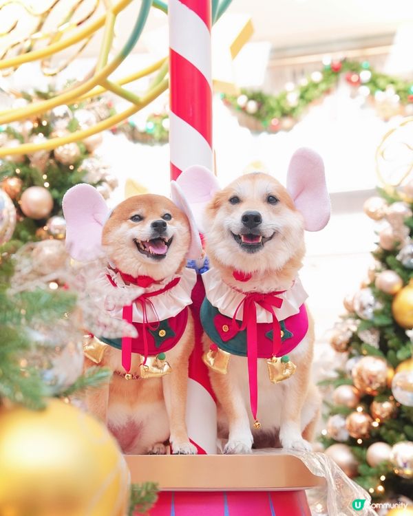 🐘我哋去探Dumbo過聖誕🎄