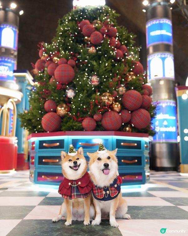 超級可愛嘅Noodoll🥔❤️