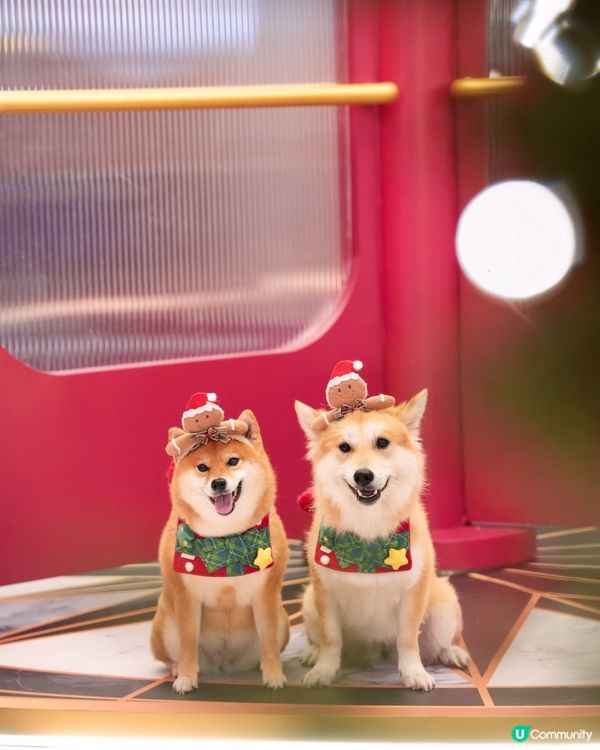 超級可愛嘅Noodoll🥔❤️