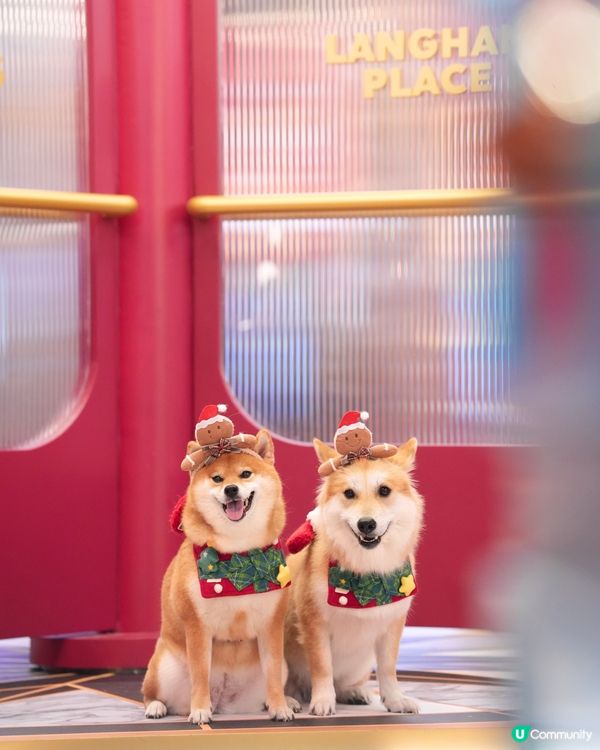 超級可愛嘅Noodoll🥔❤️