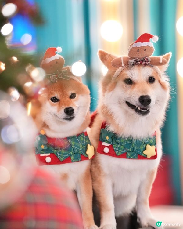 超級可愛嘅Noodoll🥔❤️