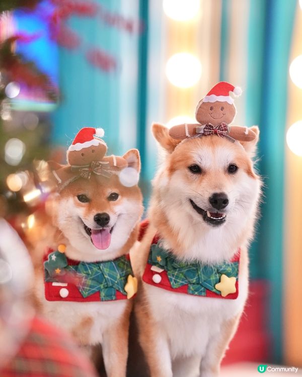 超級可愛嘅Noodoll🥔❤️