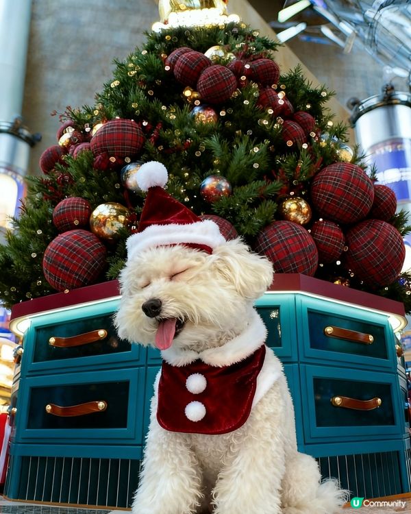 蠢蠢帶大家睇朗豪坊薯仔🥔