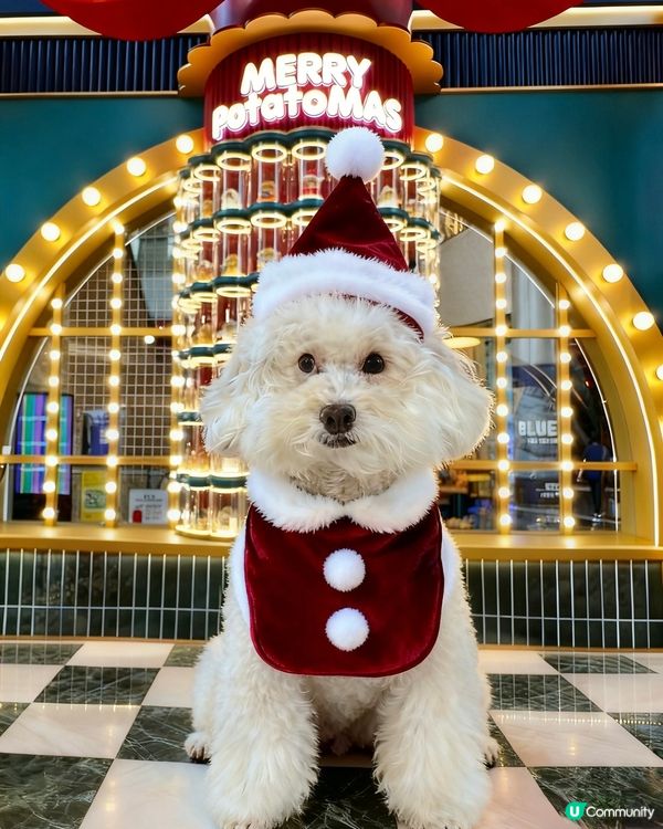 蠢蠢帶大家睇朗豪坊薯仔🥔