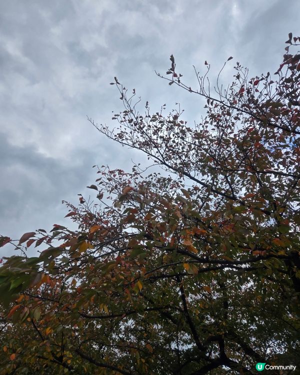 #日本好去處 #UCreator #日本櫻花 #旅行打卡 #...