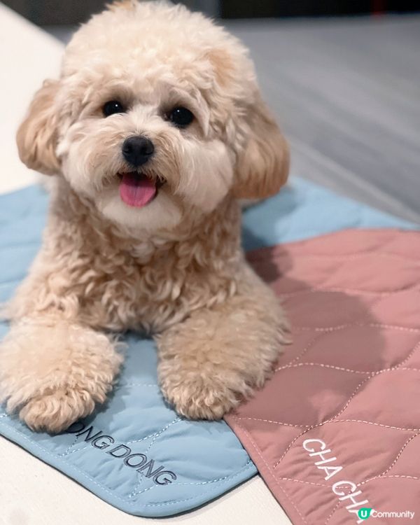 寵物禮貌墊推介