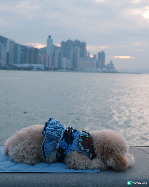 寵物禮貌墊推介