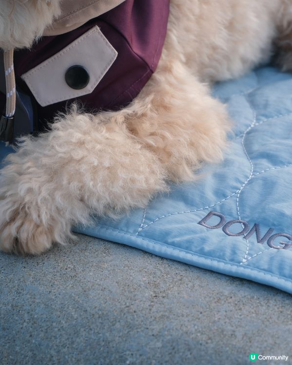 寵物禮貌墊推介