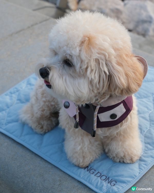 寵物禮貌墊推介