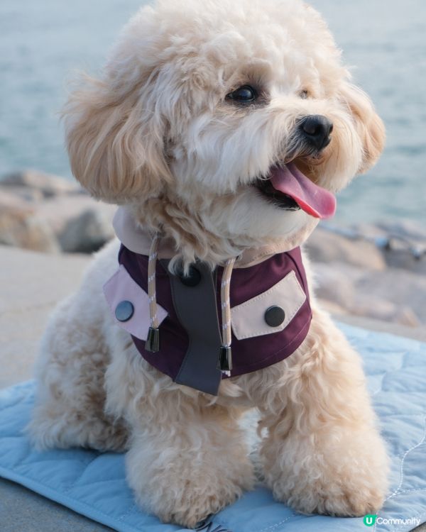 寵物禮貌墊推介