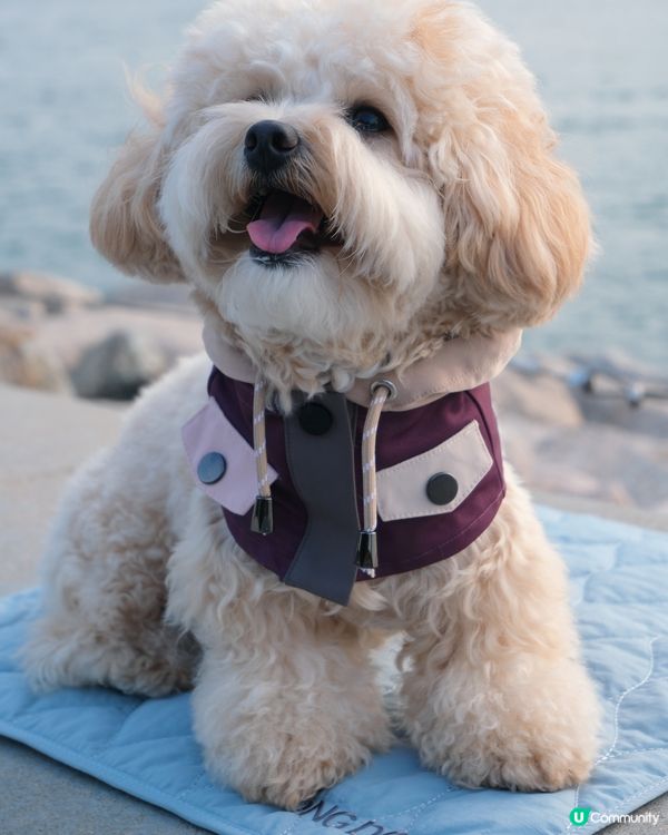 寵物禮貌墊推介