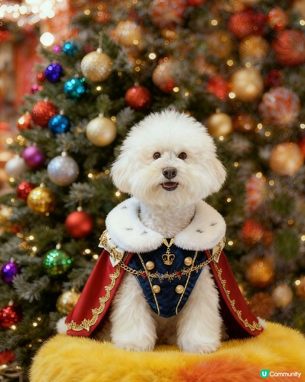 蠢蠢帶大家到糖果🍬屋💗( ᵘ ᵕ ᵘ ⁎)