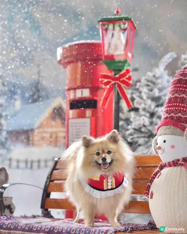 真飄雪❄️萌寵聖誕攝影