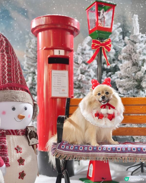 真飄雪❄️萌寵聖誕攝影