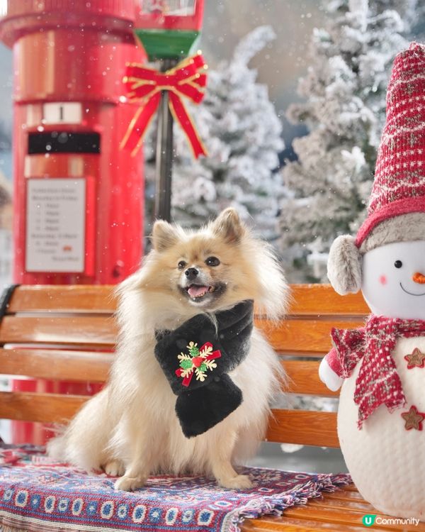 真飄雪❄️萌寵聖誕攝影