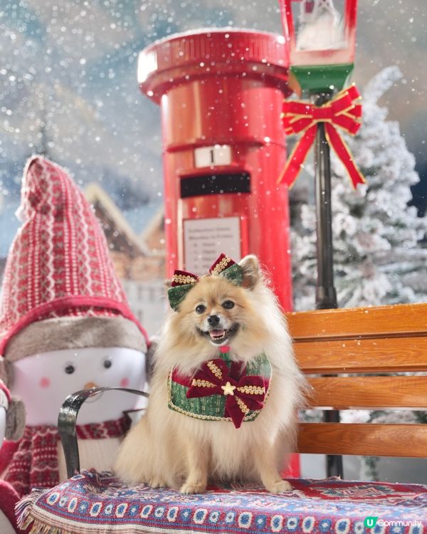 真飄雪❄️萌寵聖誕攝影