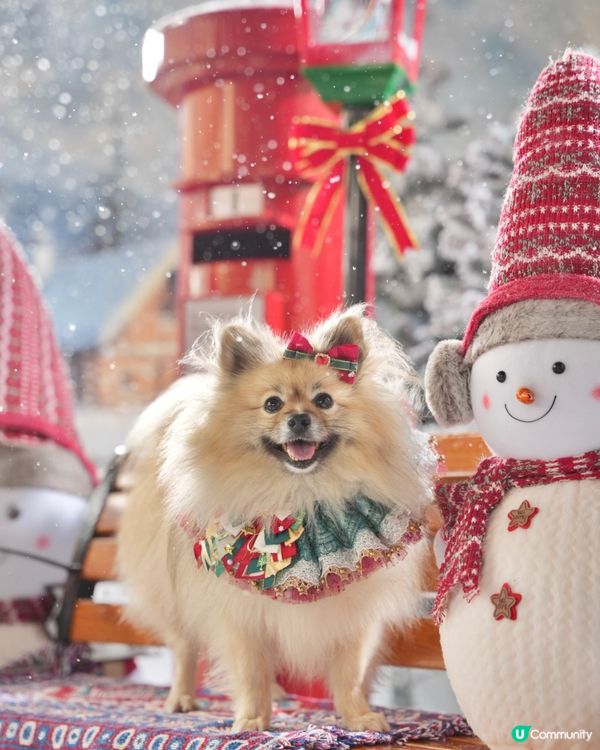 真飄雪❄️萌寵聖誕攝影