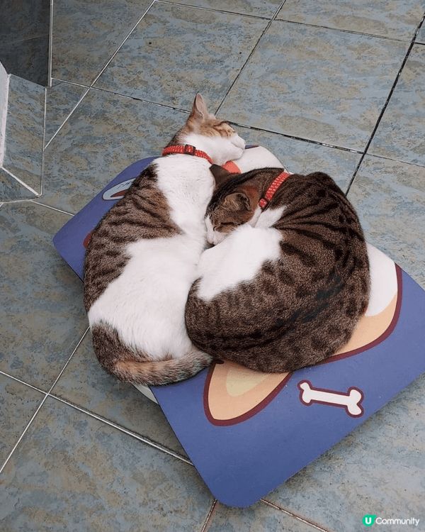 一般生活點滴，由飲食到所見所到之處，作為一般記錄