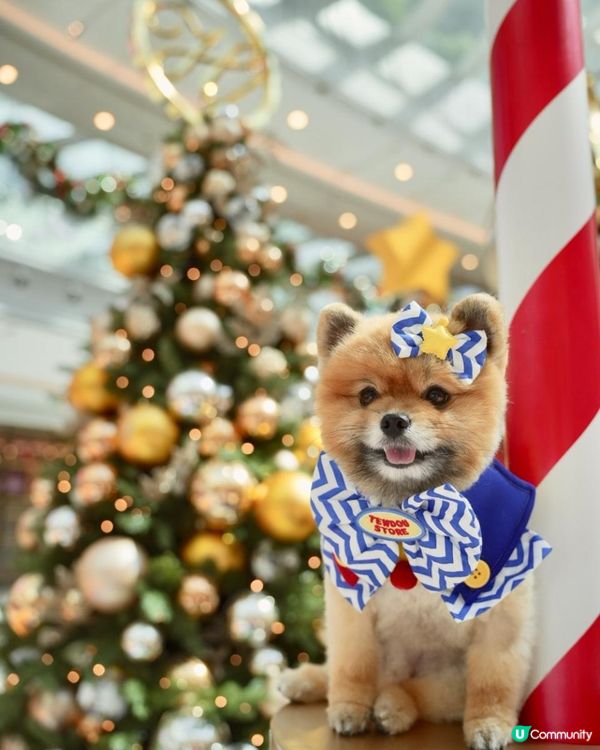 豬家25年聖誕打卡第一彈