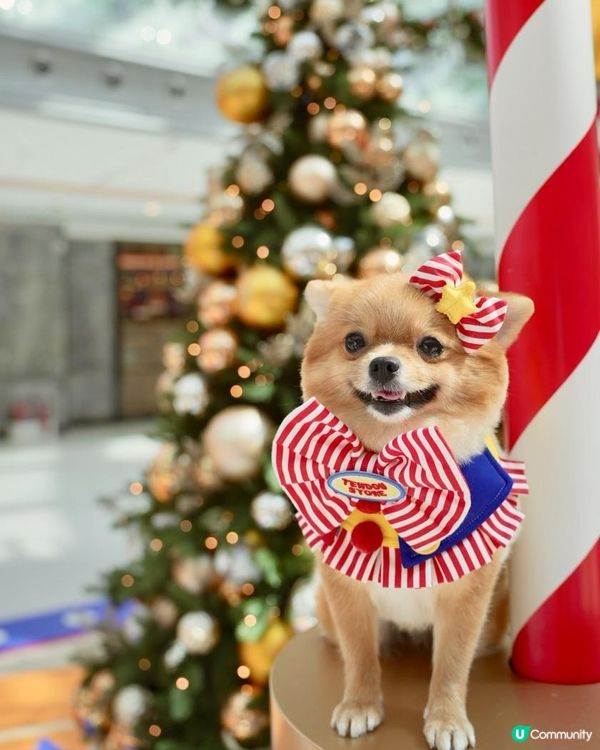 豬家25年聖誕打卡第一彈