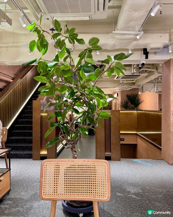 鳳凰椰子雞火鍋（旺角）