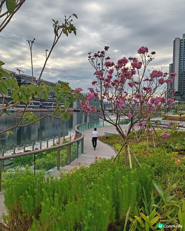 早晨，各位香港人