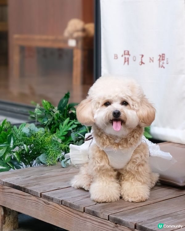 放鬆慢活的寵物有善Cafe