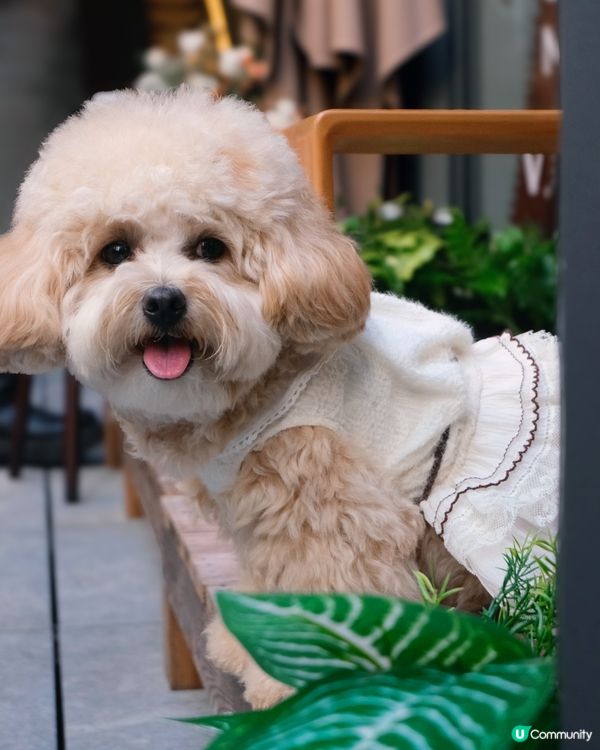 放鬆慢活的寵物有善Cafe