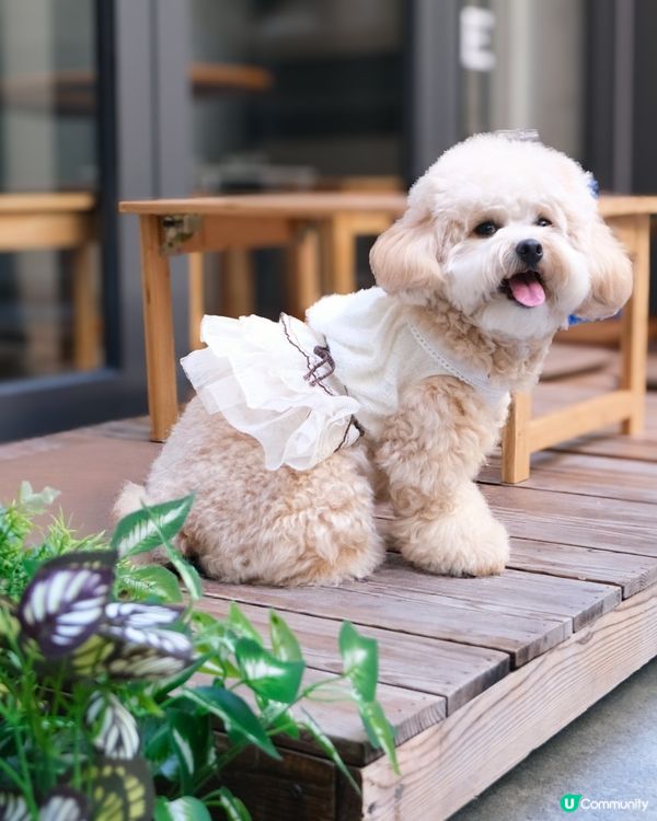 放鬆慢活的寵物有善Cafe