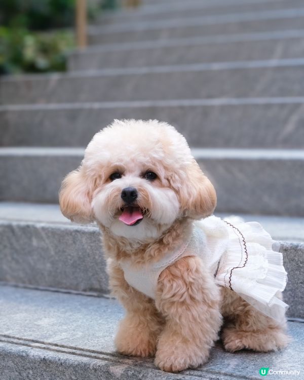 放鬆慢活的寵物有善Cafe