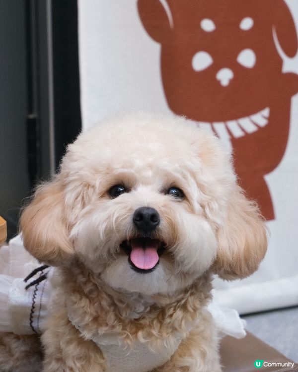 放鬆慢活的寵物有善Cafe