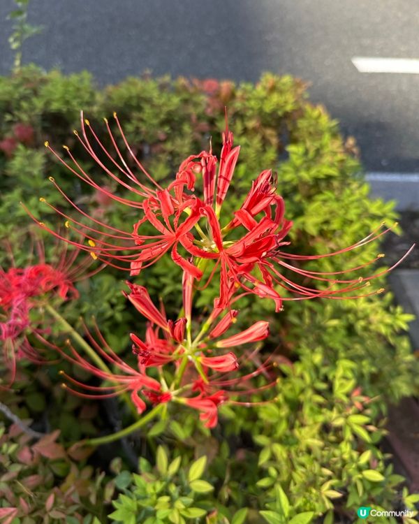 淺談🇯🇵日本花道Ikebana