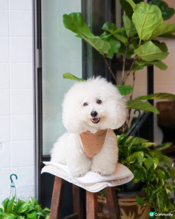 西營盤新寵！半路咖啡又開分店☕🐾