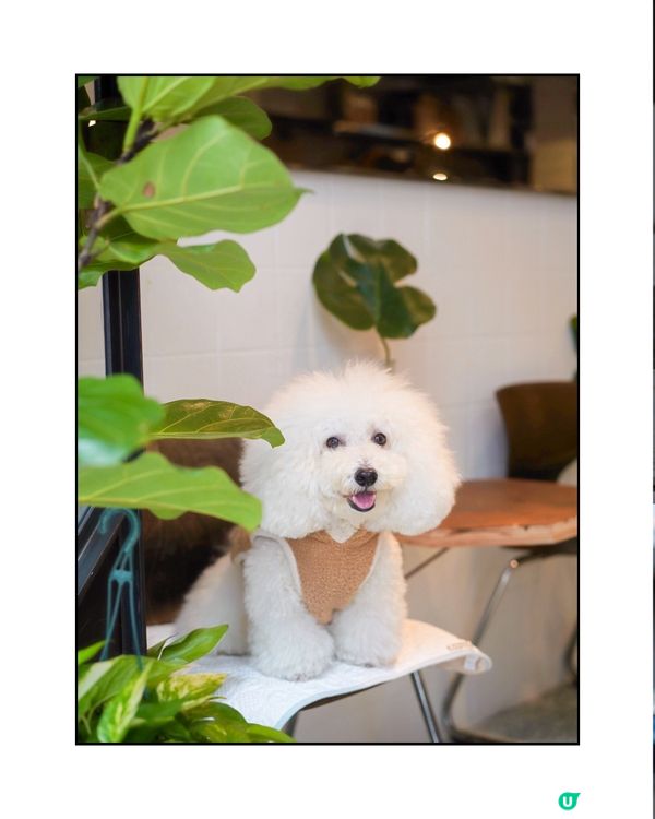 西營盤新寵！半路咖啡又開分店☕🐾