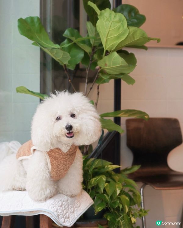 西營盤新寵！半路咖啡又開分店☕🐾