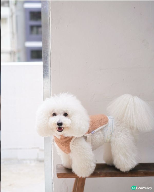 西營盤新寵！半路咖啡又開分店☕🐾