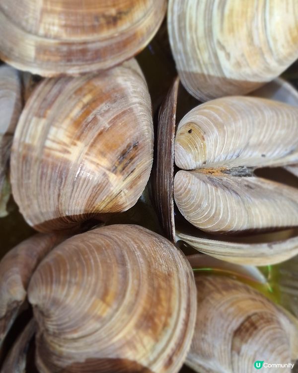 【元朗美食推介】和牛海鮮🤤！寵物友善餐廳！🐶🐱