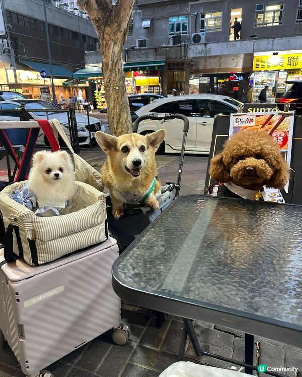 【元朗美食推介】和牛海鮮🤤！寵物友善餐廳！🐶🐱