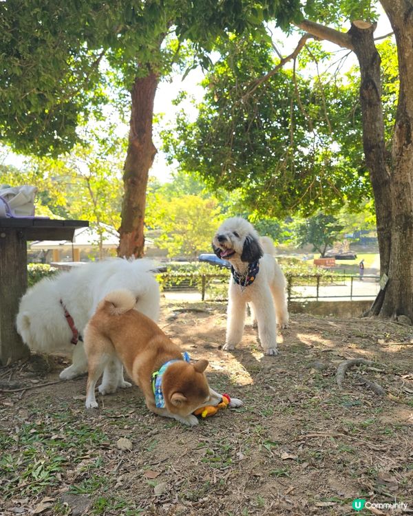 預祝happy birthday to 比比