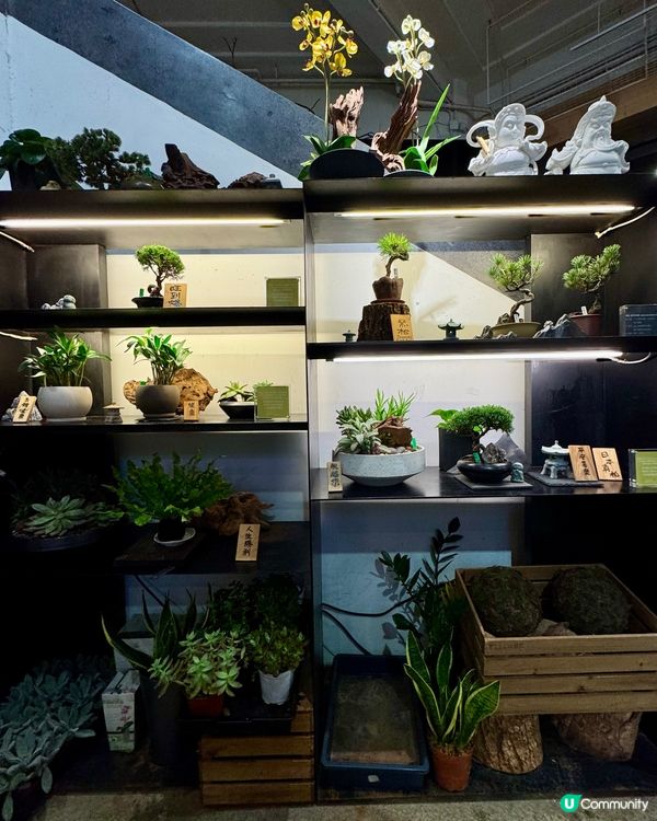 灣仔隱藏森林系Cafe🌿 素食漢堡同流心蛋意粉好犯規！