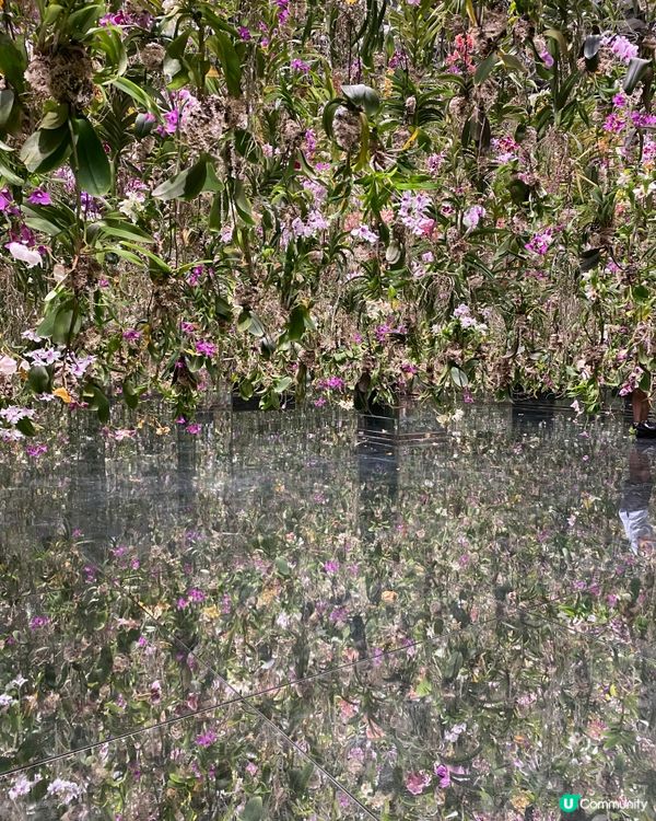 親子好去處❤️豐州TeamLab