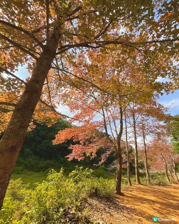 🍁睇紅葉好去處 大棠 清快塘