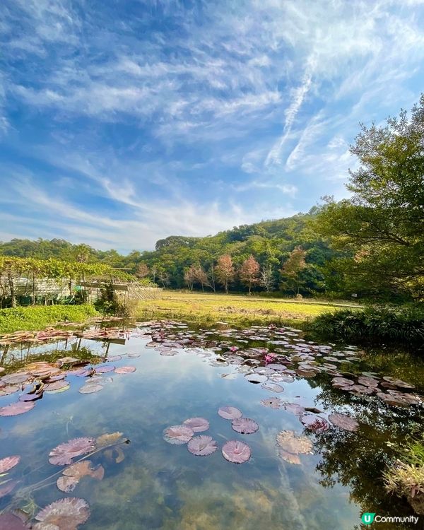 🍁睇紅葉好去處 大棠 清快塘