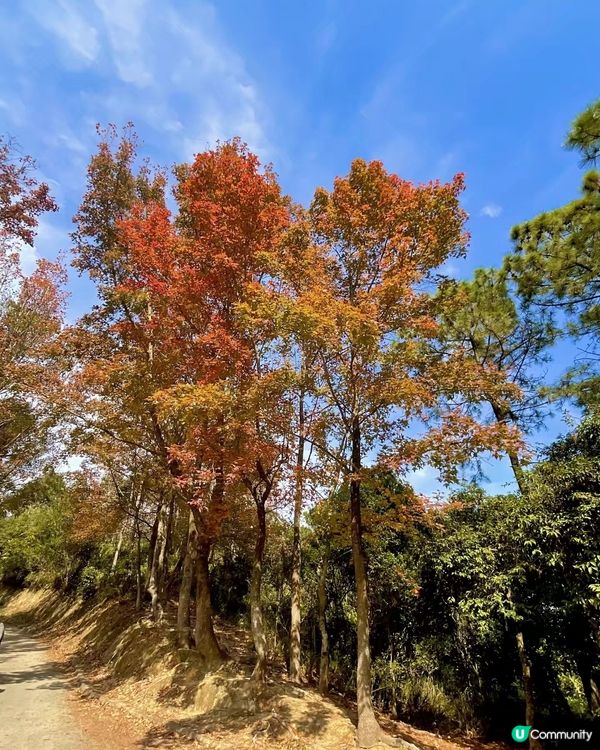 🍁睇紅葉好去處 大棠 清快塘