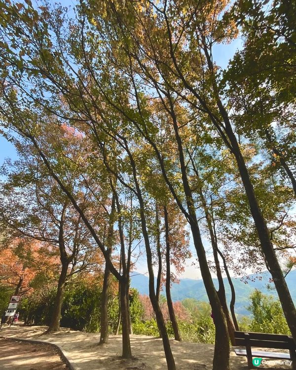 🍁睇紅葉好去處 大棠 清快塘